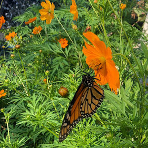 Meet your Posher, Spread